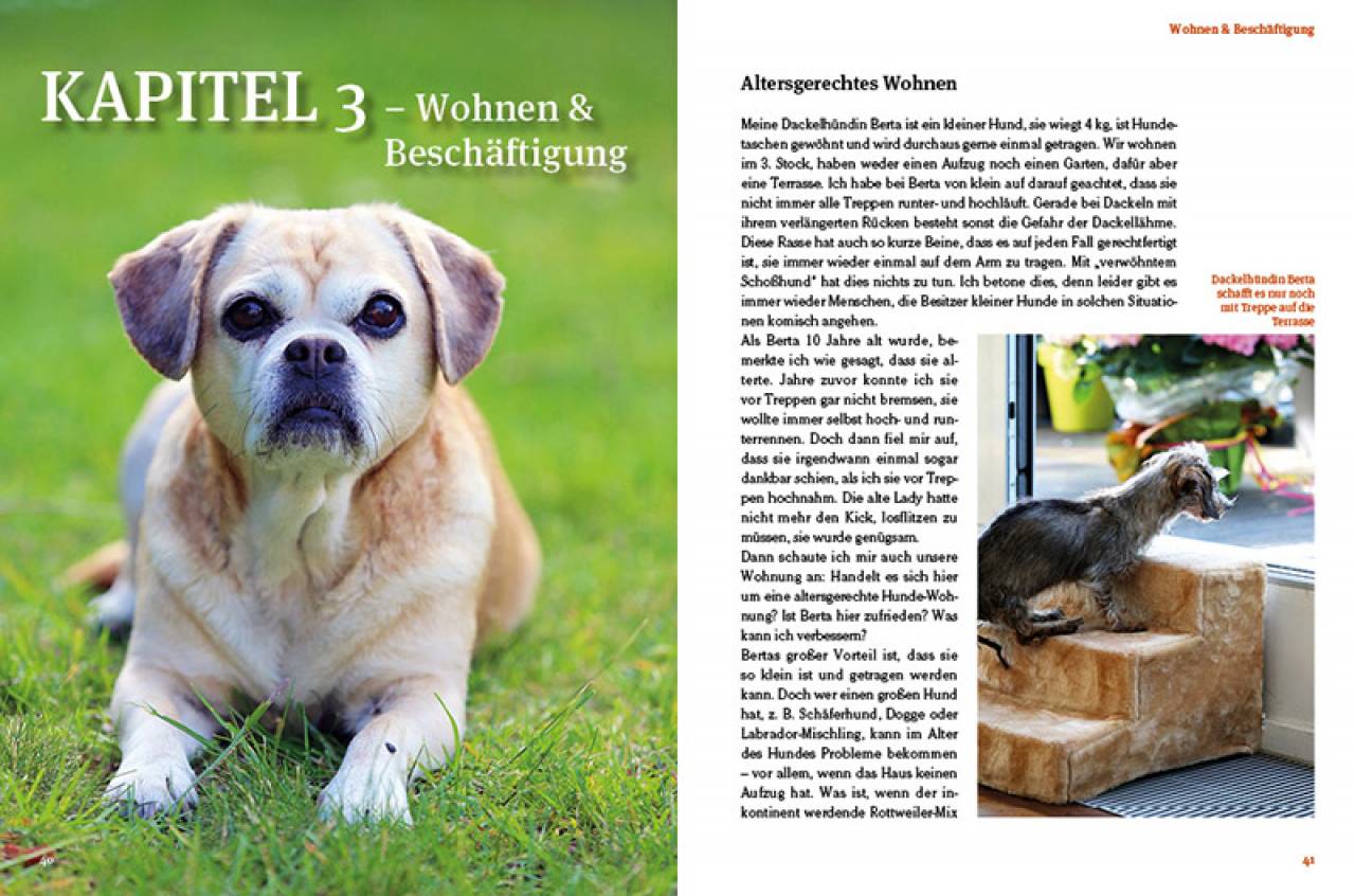 Hunde-Rentner